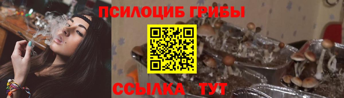 Галлюциногенные грибы Psilocybe Архангельск